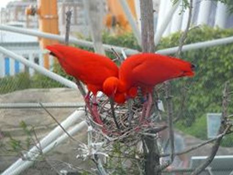 redbirds